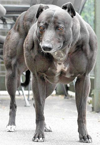 jocko