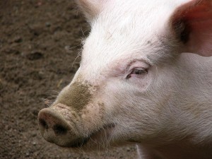 oinks