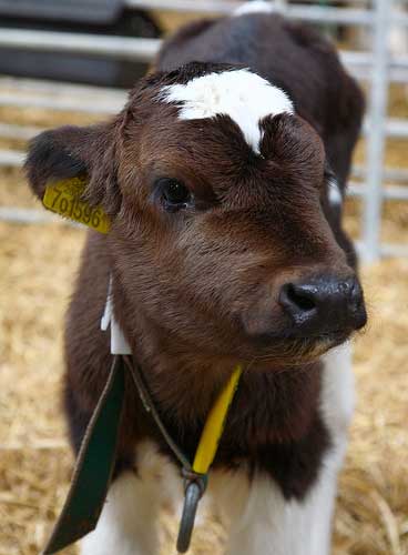 mooholstein mooholstein