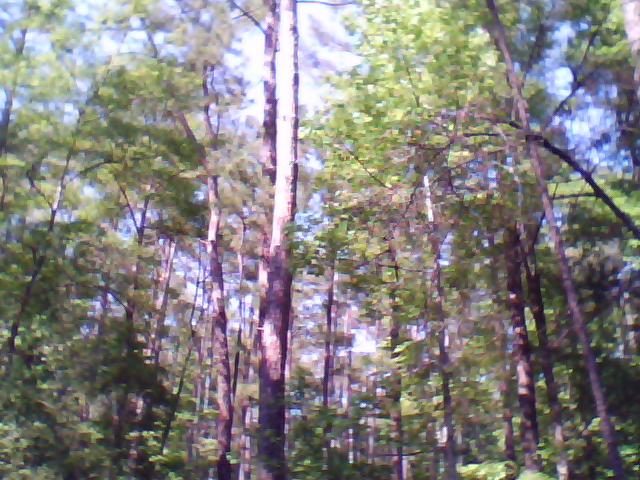 congaree-tree